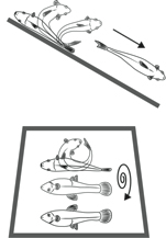 fish roll