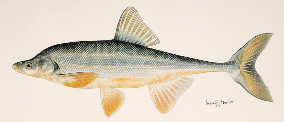 bony tail chub
