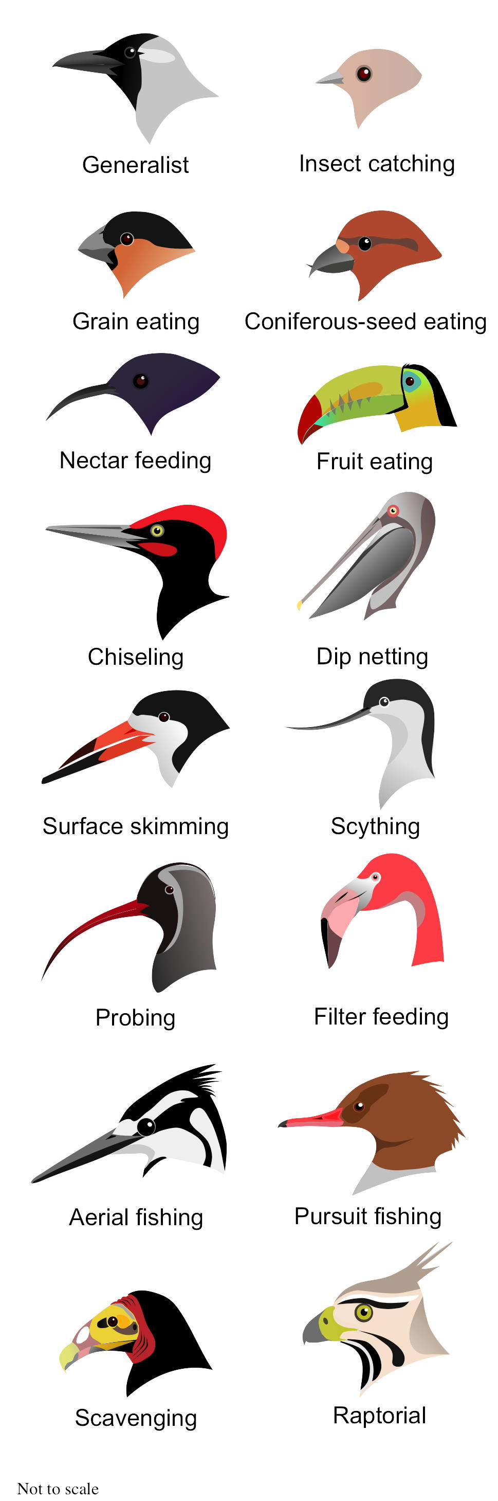 bird-beaks-competition-and-natural-selection