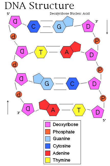 dna-structure