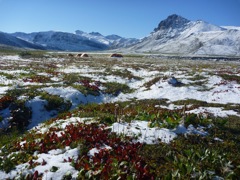 tundra thaw