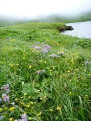 wildflowers DeMarie Lake