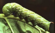 tobacco hornworm, Manduca sexta