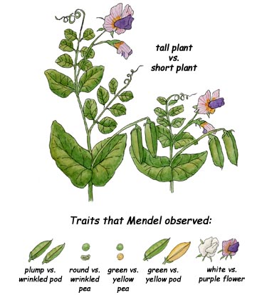 pea plant traits