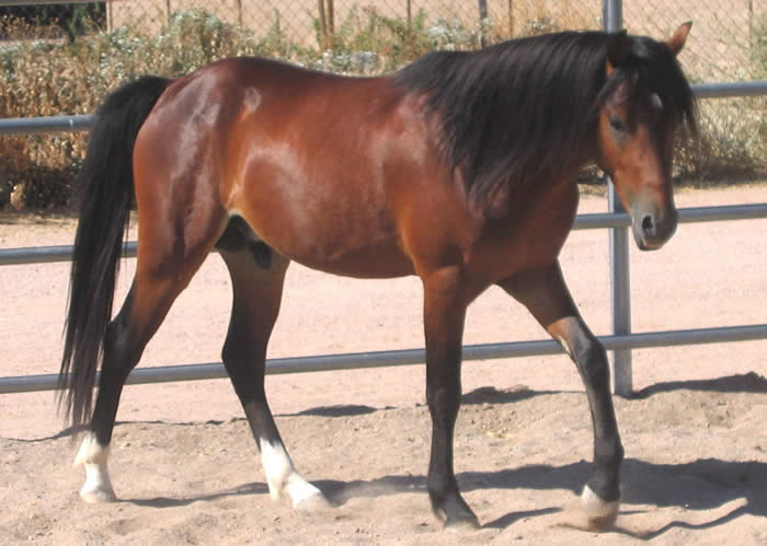 Welsh Pony