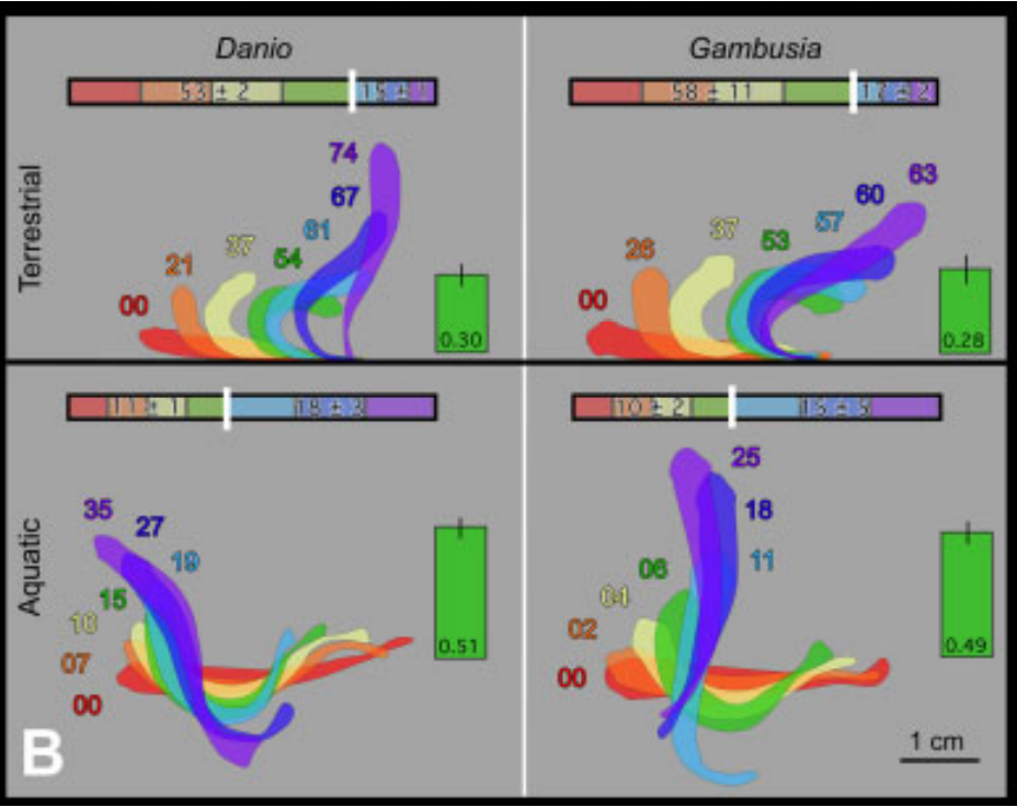 jumping fish visualization