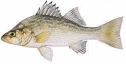 white perch