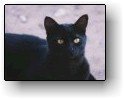 Image of Household Cat
