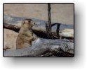 Image of Security Prairie Dog