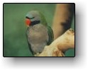 Image of Parrot