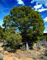 Utah juniper:http://dine.sanjuan.k12.ut.us/heritage/land/plants/pj/juniper.htm