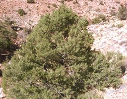 Pinyon pine, Pinus edulis:http://www.kaibab.org/images/gc_pinyn.htm