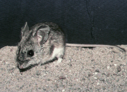 Pinyon mouse:http://sevilleta.unm.edu/data/species/mammal/sevilleta/profile/pinyon-mouse-photo.html