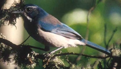 Scrub jay:http://www.montereybay.com/creagrus/scrub-jays.html