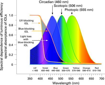 spectral sensitivity of photoreception:http://bjo.bmj.com/cgi/content/full/92/11/1439/BJ192111439F01