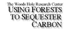 Using Forests to Sequester Carbon