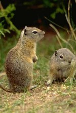 [Belding's ground squirrel in Oregon, Photo by Don Baccus]