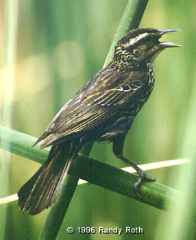 [Female redwing]