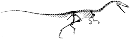 Coelophysis skeleton