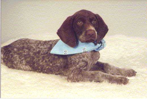 Heidi as a puppy