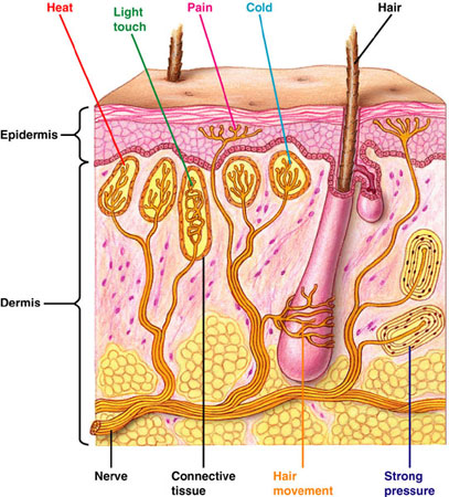 receptors in the skin