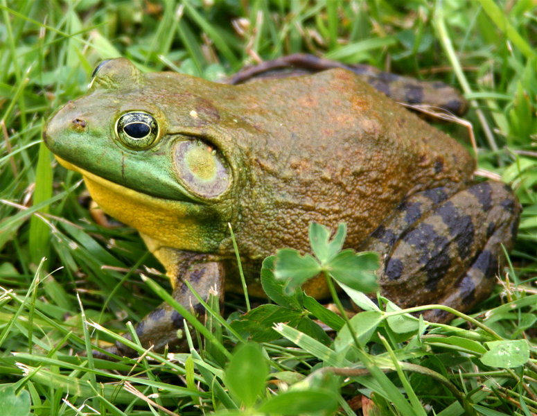 Bullfrog