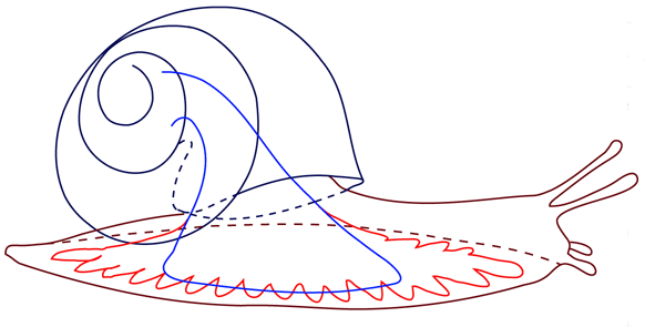 Snail foot musculature