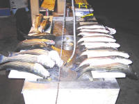 Cleaning_station.jpg (81585 bytes)