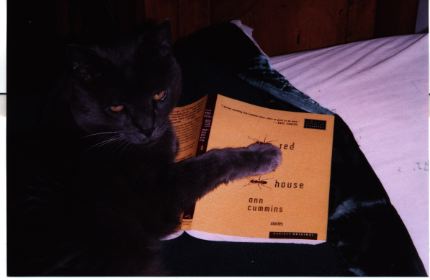 cat/book