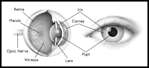 Iris of the Eye, Definition, Function & Parts - Video & Lesson Transcript