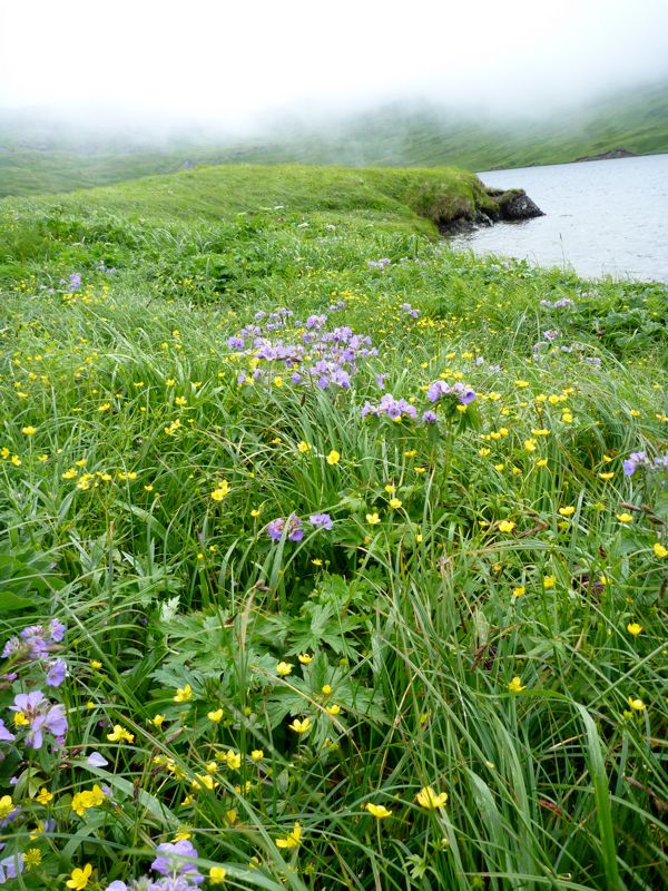 wildflowers DeMarie Lake