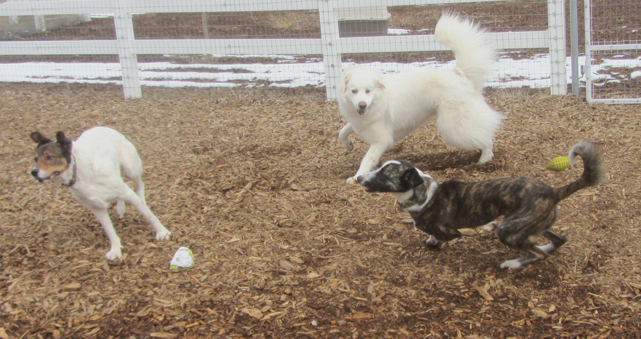 Duke and Jax