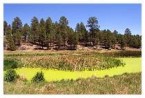 Pond at Sinclair Wash & Rio de Flag