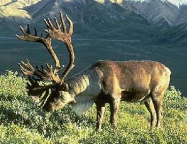 Barren land caribou (Rangifer tarandus); US Fish & Wildlife Service: Photo by Dean Biggens