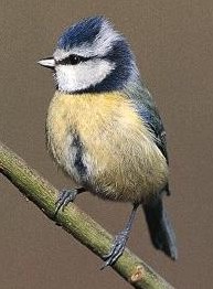 Blue tit