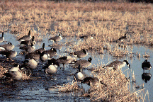 Canada geese