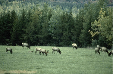 elk grazing