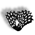 bryozoan.gif