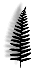 fern.gif