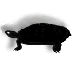 turtle.gif