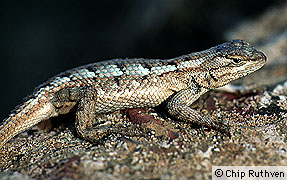 Sceloporus undulatus consobrinus