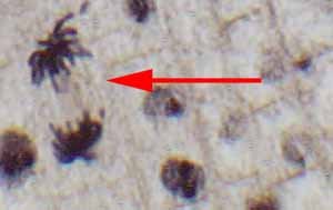 cell division: telophase