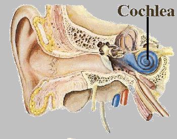 Cochlear Photo