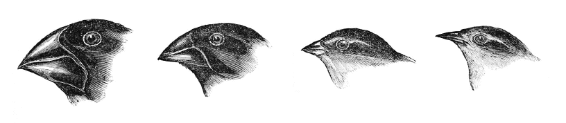 Darwin's finches