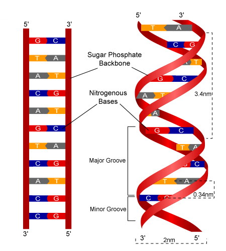 DNA Ribbon 