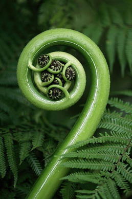 fiddlehead