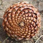 pine cone