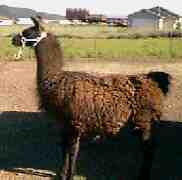 Picture of Rahja